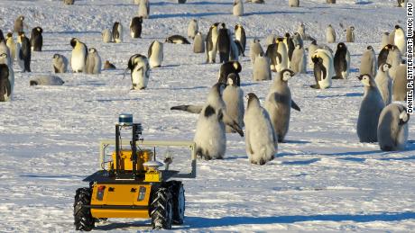Un robot vit dans cette colonie de manchots antarctiques.  Il essaie de les sauver