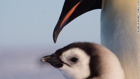 An emperor penguin chick sticks close to its parent for feeding time.