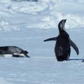 05 emperor penguins antarctica