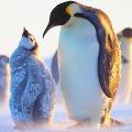 07 emperor penguins antarctica