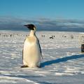 01 emperor penguins antarctica