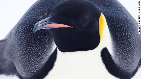Imperatoriniai pingvinai yra aukščiausi ir sunkiausi iš visų rūšių pingvinų.