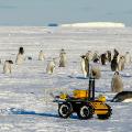 04 emperor penguins antarctica