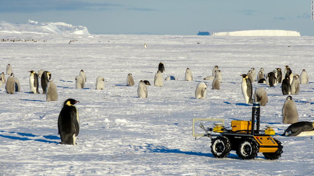 The robot moves more slowly than a human can walk as it approaches the penguins so it doesn&#39;t frighten them.
