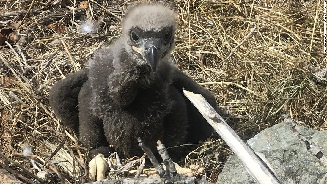 Baby bald eagle rescued after parent accidentally kicks it from nest