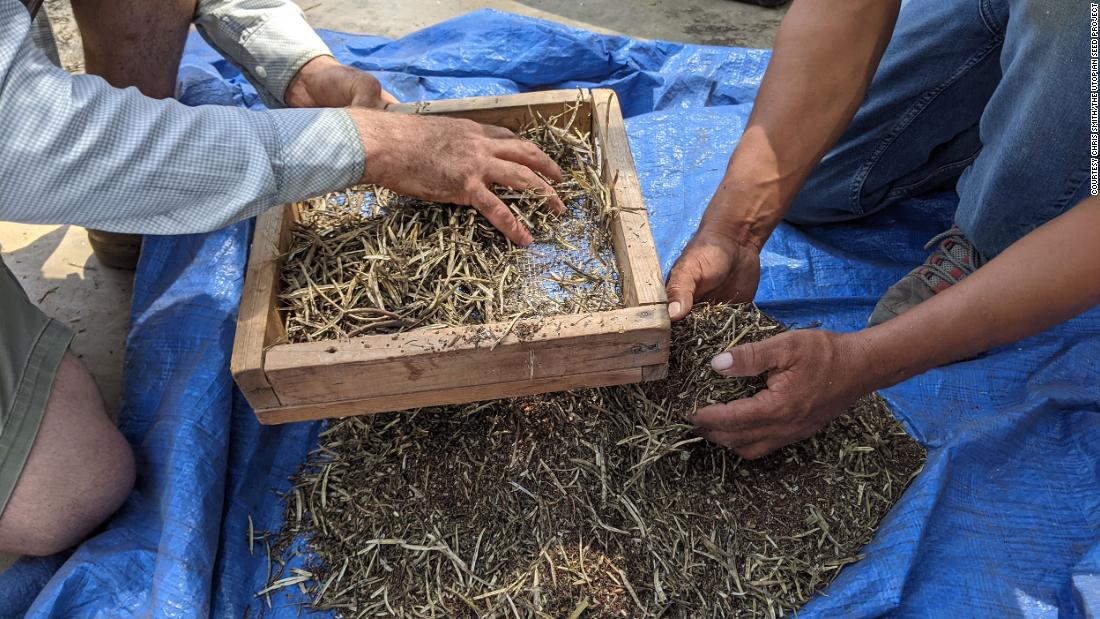 Why this group is working to preserve heirloom collard greens