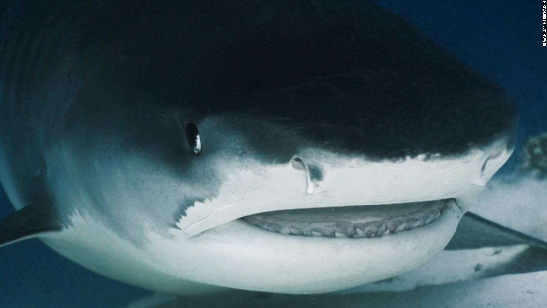Camera captures ‘jaw-dropping’ view inside of a shark’s mouth – CNN Video