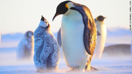An emperor penguin returns to its chick after fishing in the sea.