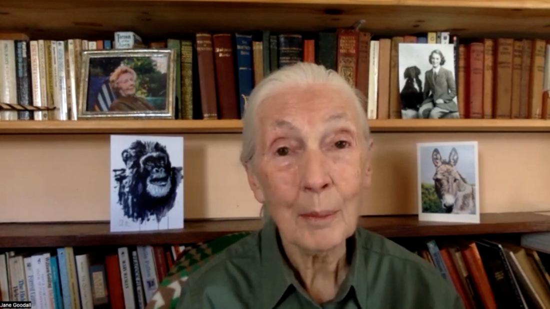 Video: Dr. Jane Goodall discusses her mission to save the world’s forests – CNN Video