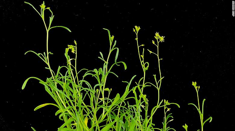 Meet an ‘extreme’ plant that thrives and grows faster under stress