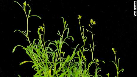 Meet a "extreme"  plant that thrives and grows faster under stress