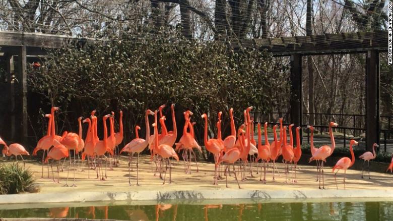National Zoo says a wild fox killed 25 of its flamingos and a duck