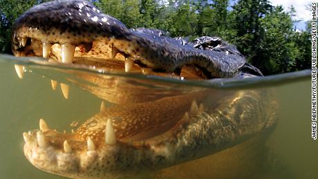 How to survive an alligator attack -- or better yet, avoid one entirely