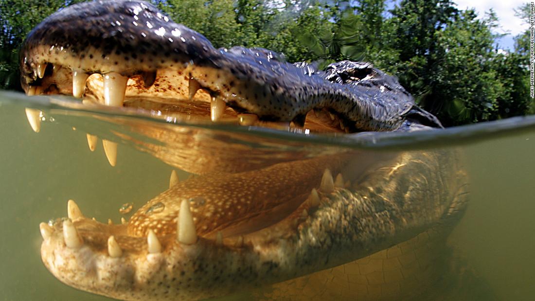 How to survive an alligator attack -- or better yet, avoid one entirely