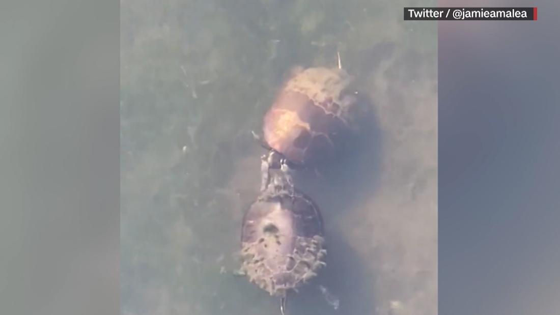 Turtles courtship ritual cracks up Twitter – CNN Video