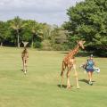 giraffe green vipingo ridge golf africa spt intl restricted