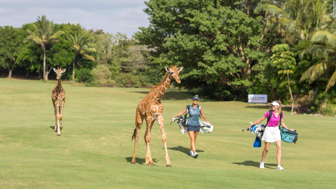 At &lt;strong&gt;Vipingo Ridge&lt;/strong&gt; in Kenya, Africa&#39;s only PGA-accredited golf course, an array of wildlife freely &lt;a href=&quot;https://www.cnn.com/travel/article/vipingo-ridge-kenya-golf-animals-pga-spt-spc-intl/index.html&quot; target=&quot;_blank&quot;&gt;roams the greens&lt;/a&gt; and fairways. Doubling up as a sanctuary for giraffes, zebras, and other species, the course has hosted the Magical Kenya Ladies Open, an event on the Ladies European Tour.