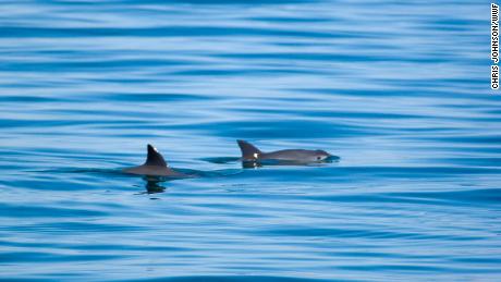 Vaquitas are small and fast, so they are rarely captured on camera.