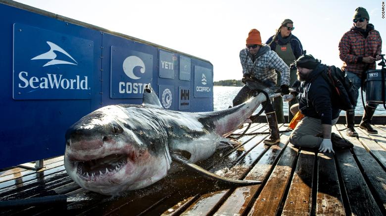 There’s a 1,000-pound great white shark swimming near the Jersey shore