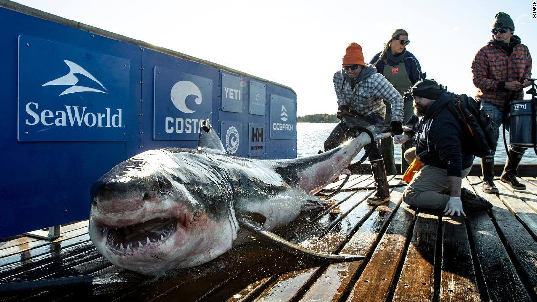 There's a 1,000pound great white shark swimming near the Jersey shore