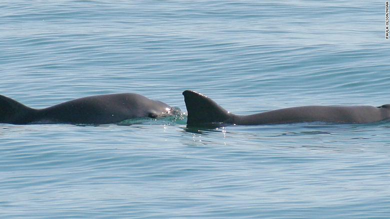 A vaquita mother (right) and her calf (left) can be seen as they surface in the waters off San Felipe, Baja California, in Mexico. 