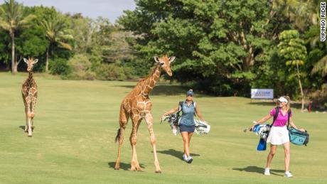 Golf on safari: animals roam the greens at Africa & # 39; s only PGA-accredited course