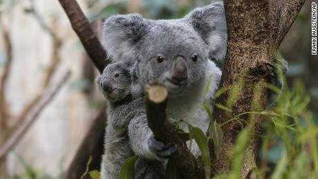 A male koala baby clings onto its mother's back at the zoo in Duisburg, Germany, on March 27, 2013. 