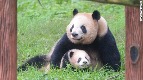 Female giant panda Yaya cares for her 5-month-old baby at Chongqing Zoo in Chongqing, China, on January 17, 2016.