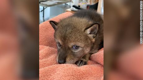A Massachusetts family thought they rescued a stray puppy.  It turned out to be a coyote