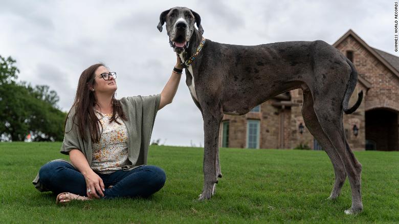 Zeus has been named the tallest dog alive by Guinness World Records. 