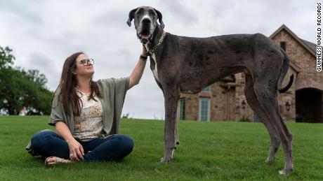 Zeus has been named the tallest dog alive by Guinness World Records. 