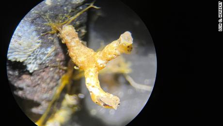 A branched sessile invertebrate, seen through a dissecting microscope, was found in a sediment core. The branched structure is approximately one centimeter in size.