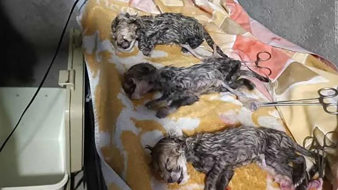 rare-triplet-asiatic-cheetah-cubs-mark-an-important-first-for-the-species
