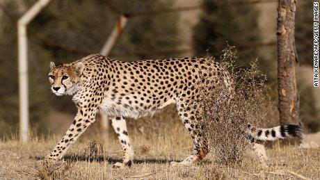 Azijos gepardai, kaip ir šis suaugęs Dalbaras, gyvenantis Teherano Pardisano parke, yra blyškesnės spalvos ir storesnio kailio nei Afrikos gepardai. 