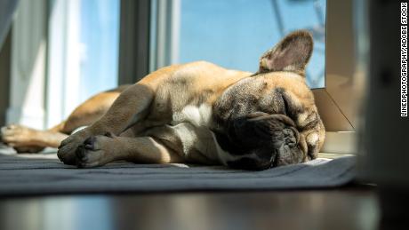 सोते हुए कुत्ते ऐसे क्यों दिखते हैं जैसे वे दौड़ रहे हों?  विशेषज्ञों का वजन