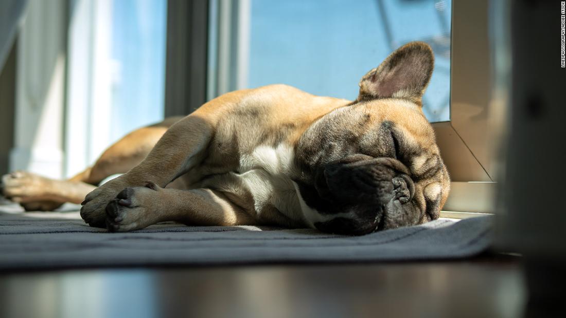 Why do sleeping dogs look like they're running? Experts weigh in