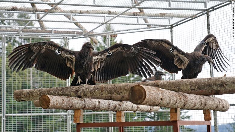 After a 100 year absence, California condors are released back into the Northern Redwoods