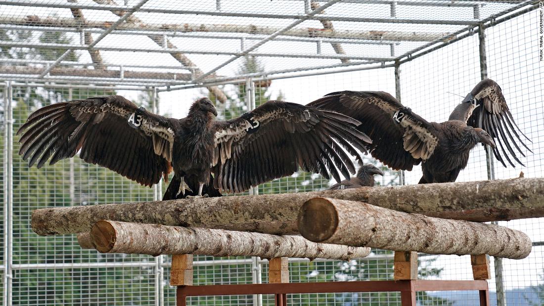 After a 100 year absence, California condors are released back into the Northern Redwoods
