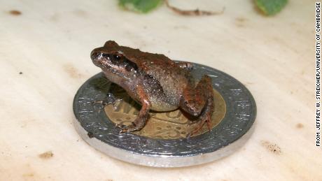 The six tiny frog species were identified by a research team led by scientists from the University of Cambridge.
