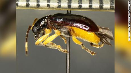 US customs officers found this rare insect for the first time 