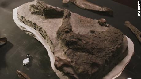 Le fossile de jambe de Thescelosaurus après avoir été fouillé.