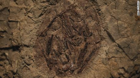 Oul de pterozaur descoperit la Tanis este singurul găsit în America de Nord.