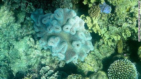 7 Mart'ta çekilen bu fotoğraf, Avustralya'nın Queensland kıyılarındaki Great Barrier Reef'teki mercanların mevcut durumunu gösteriyor.  