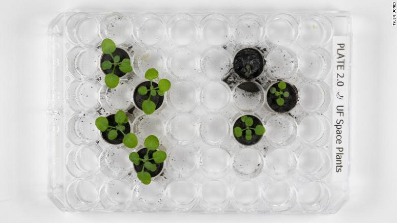 By day 16, there were clear physical differences between plants grown in the volcanic ash (left) compared with those grown in the lunar soil (right).