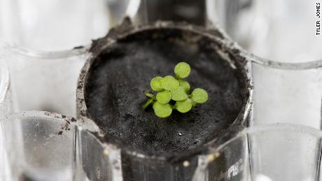 Plants have been grown in lunar soil for the first time