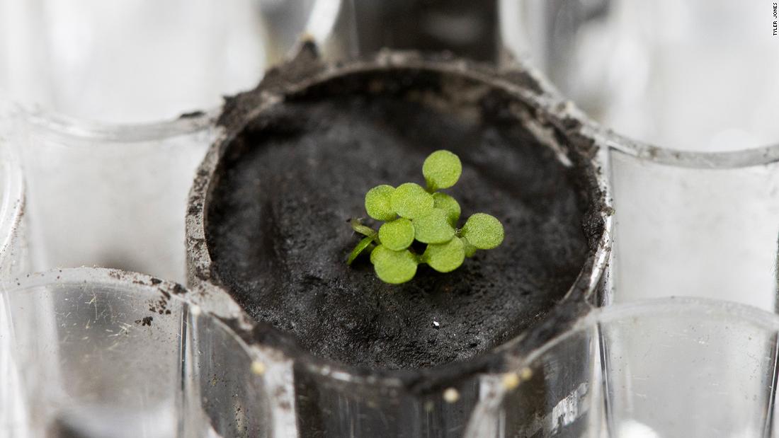 Plants have been grown in lunar soil for the 1st time