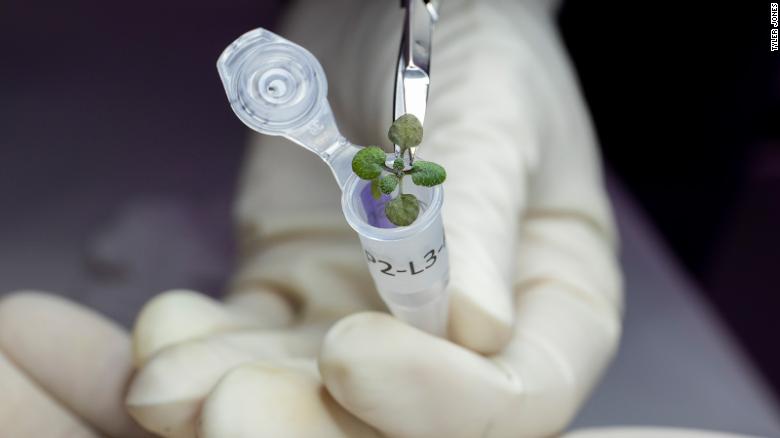 Plants from the experiment were placed in vials to use for genetic analysis.