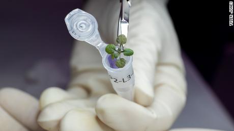 The plants from the experiment were placed in flasks to be used for genetic analysis.