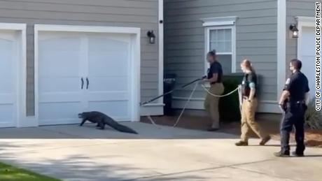 &#39;Not your everyday arrest:&#39; Police relocate alligator after it turns up outside South Carolina school