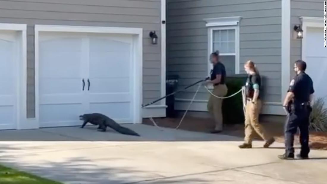 Police take on alligator outside elementary school